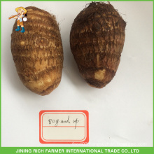 Best Price Chinese Fresh Taro 80g